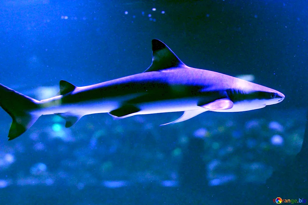 Reef aquarium shark