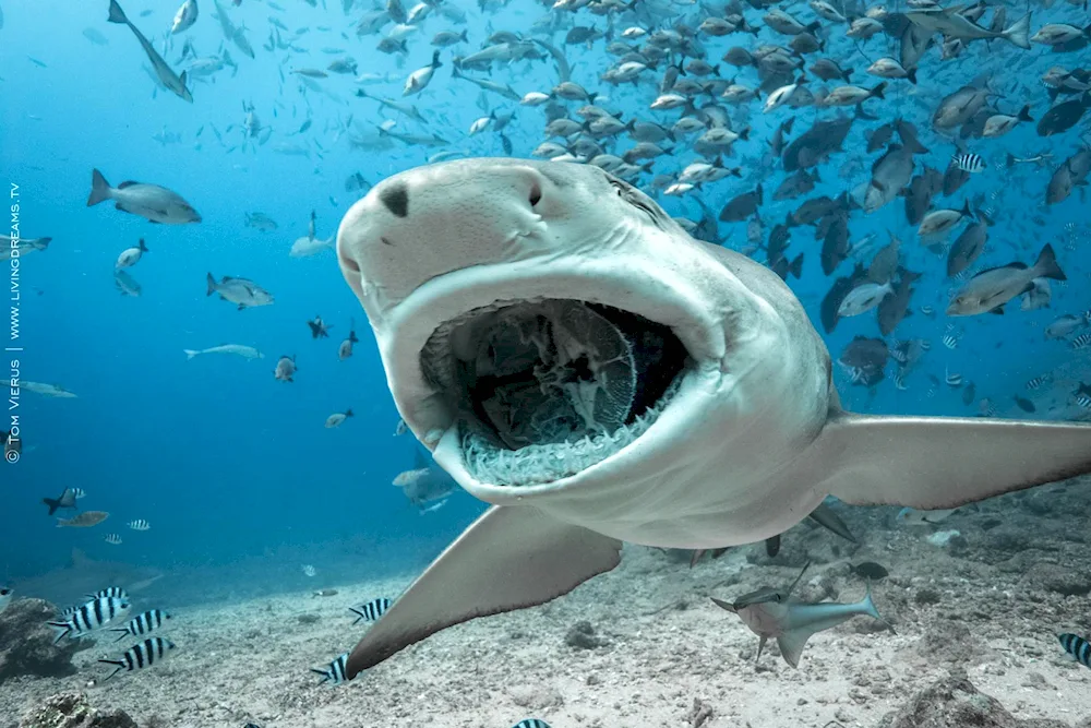 Rife sharks of Sri Lanka