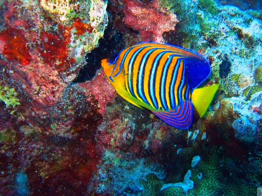 Big Barrier Reef fish