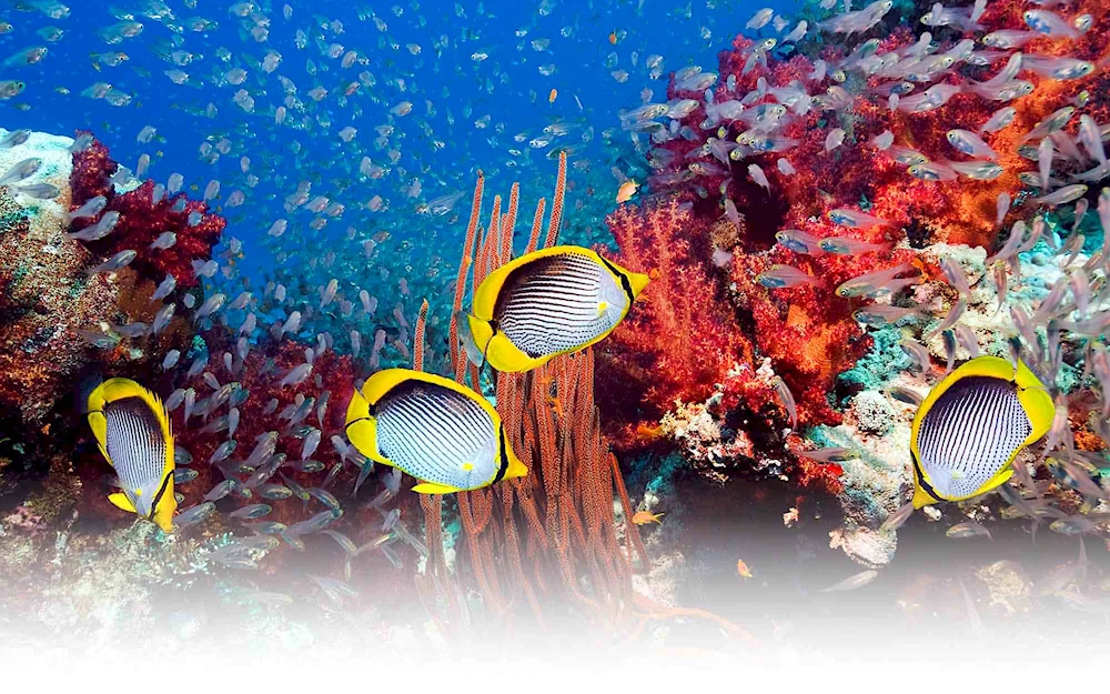 Sea Fish Red Sea Reef