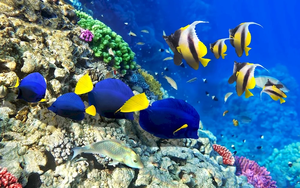 Ref Sharm el-Sheikh. El Sheikh