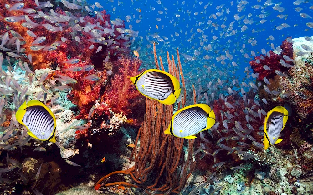 Red sea coral reef inhabitants