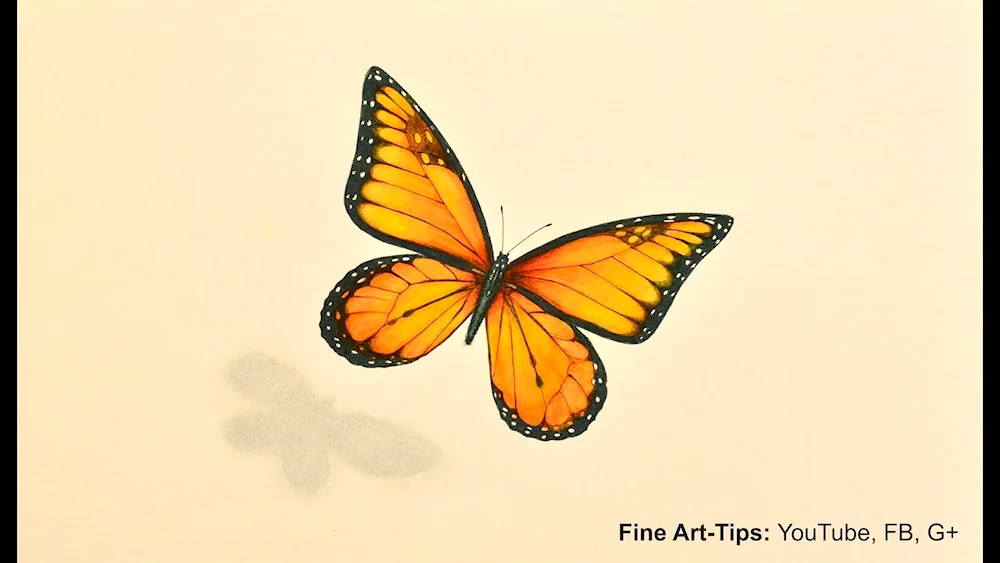 Drawing a butterfly