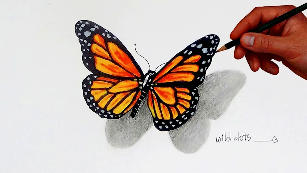 Butterfly pencil drawing