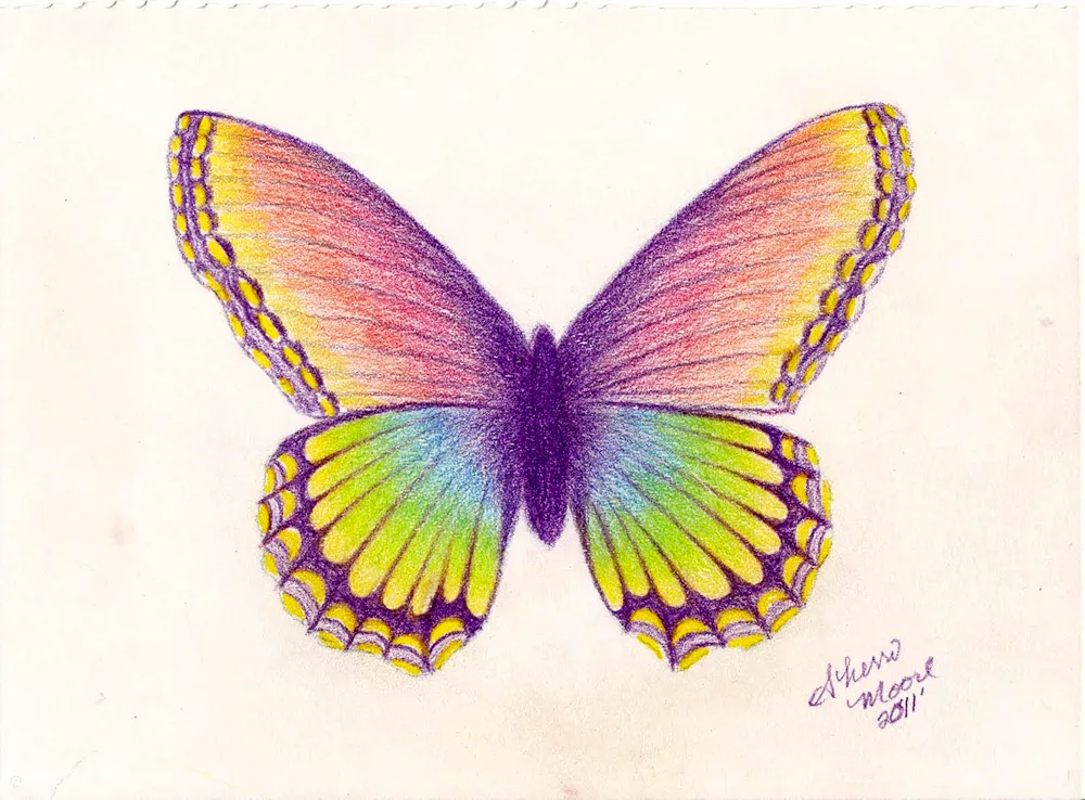 Butterfly drawing