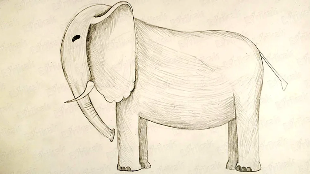 Drawing an elephant