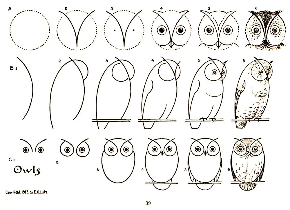 Drawing a parrot for drawing