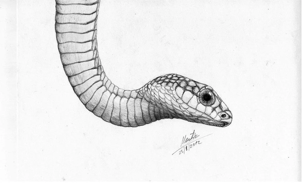 Snake drawing pictures