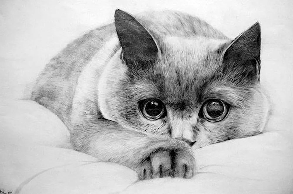 Paintings in pencil