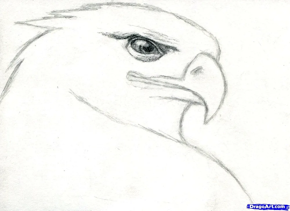Eagle drawing