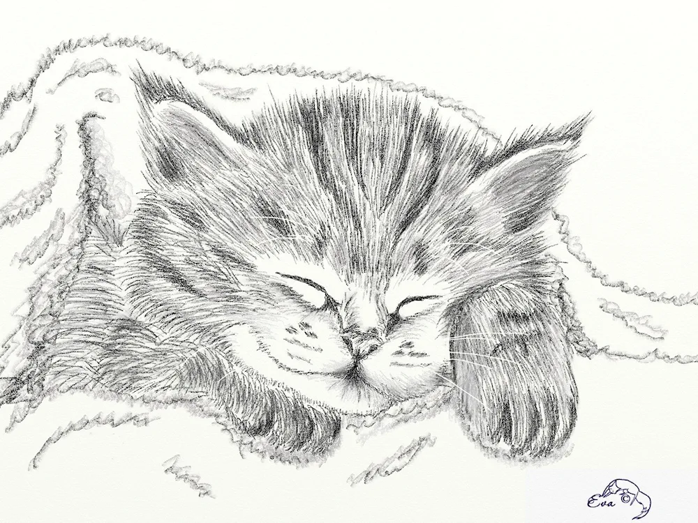 Pencil drawings
