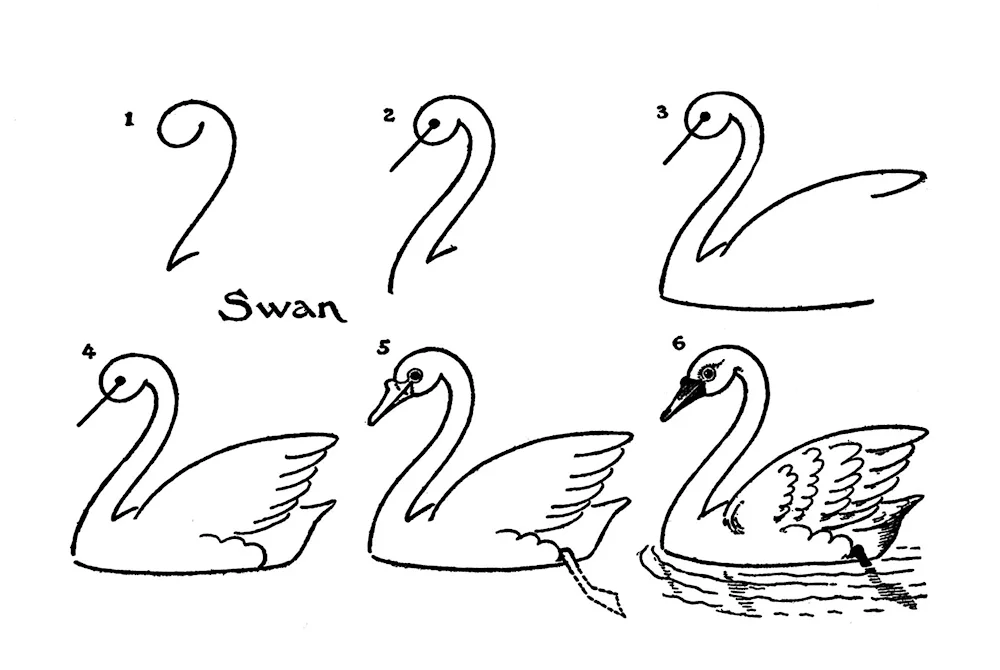 Swan drawing