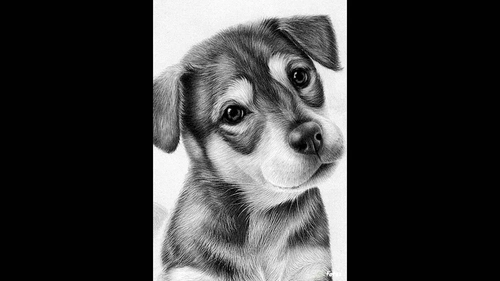 Dog drawing