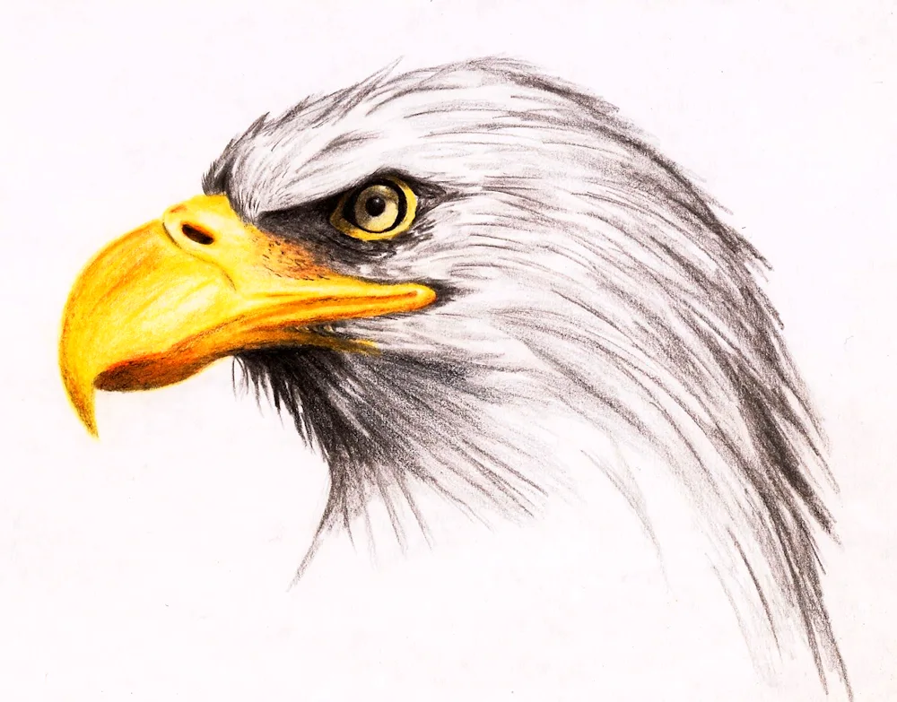 Eagle drawing