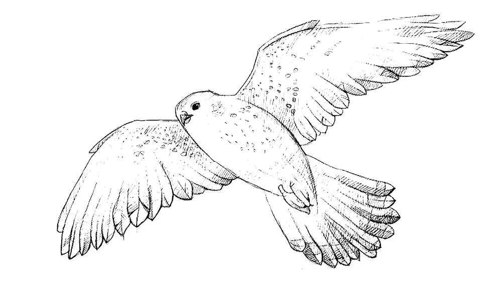 Bird drawing