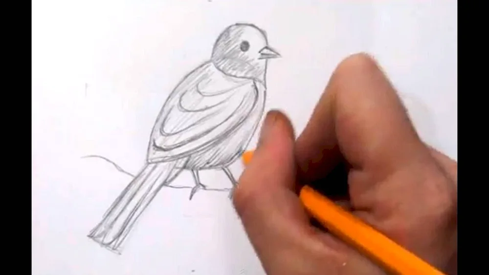 Drawing birds