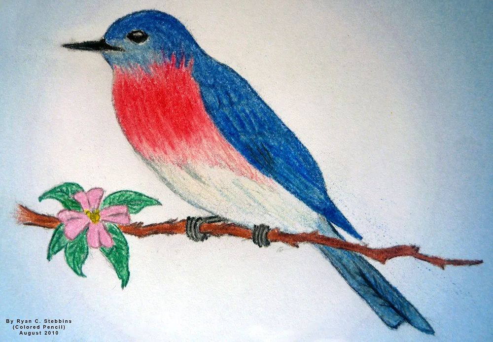 Parrot drawing Hummingbird sketch