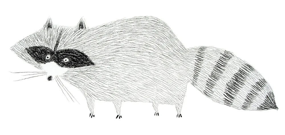 Raccoon drawing