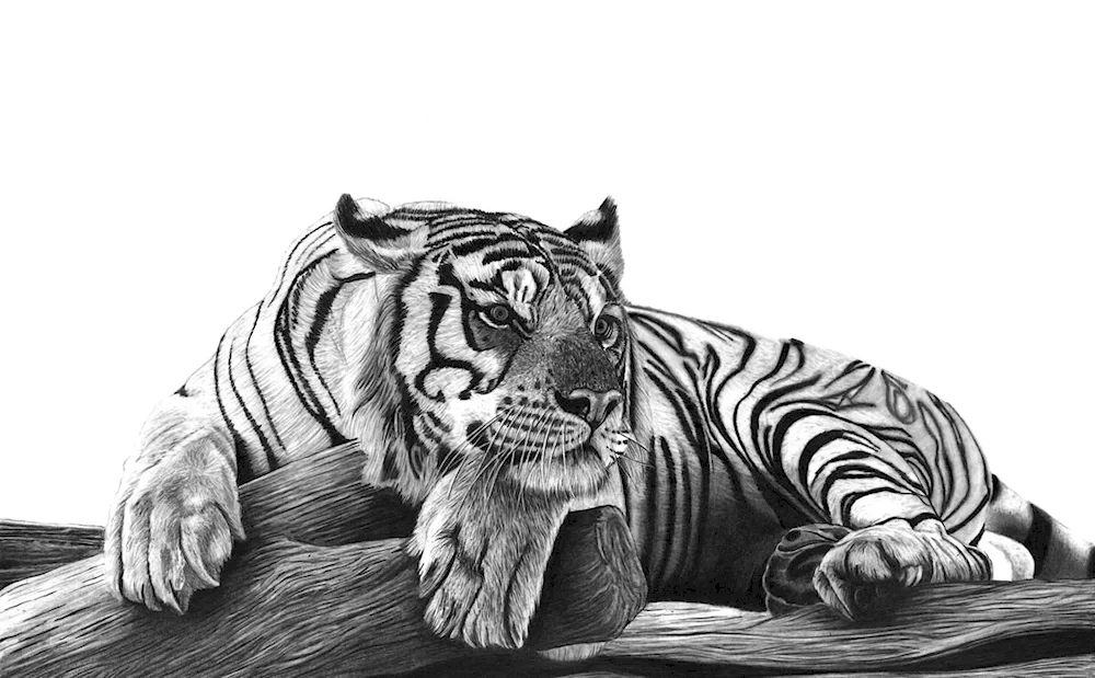 Tiger drawing