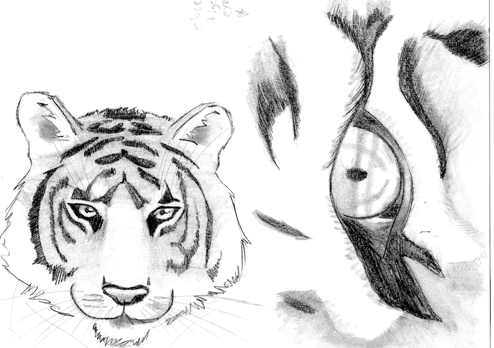 Tiger drawing