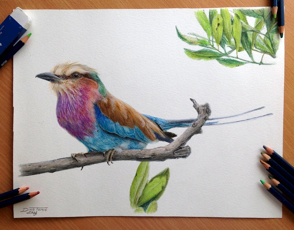 Bird drawing