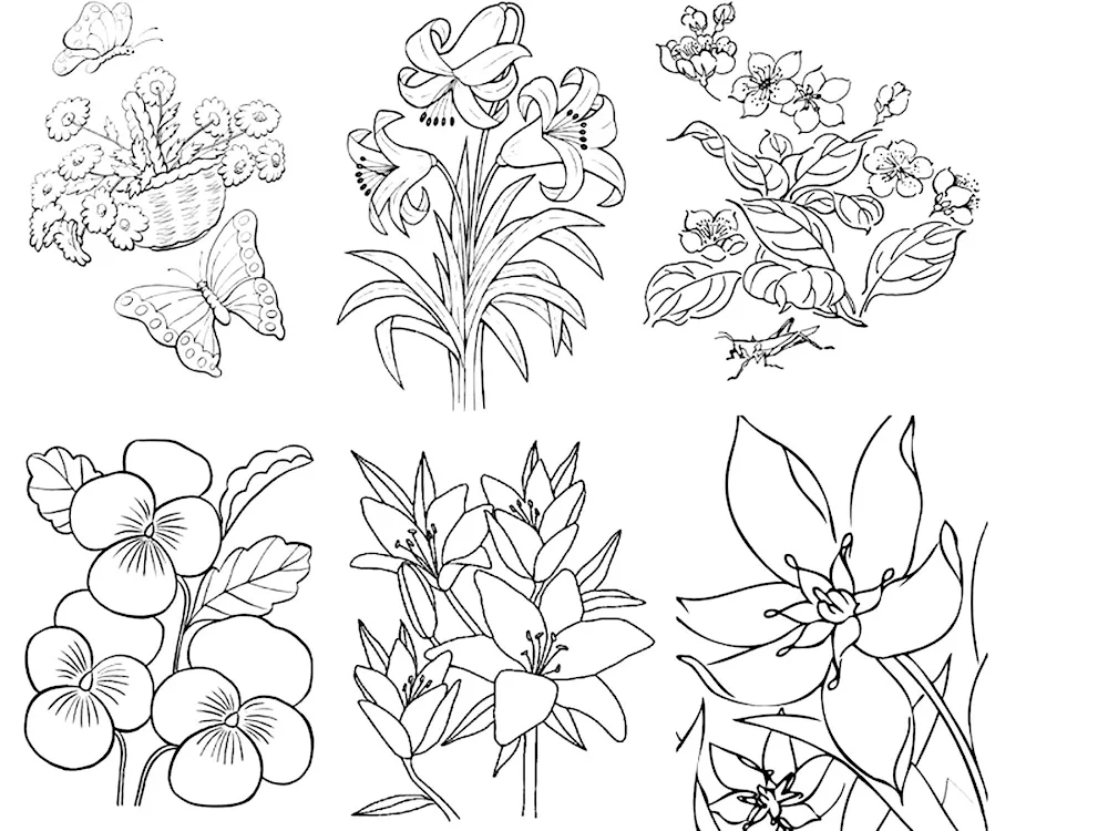 Lily lily colouring