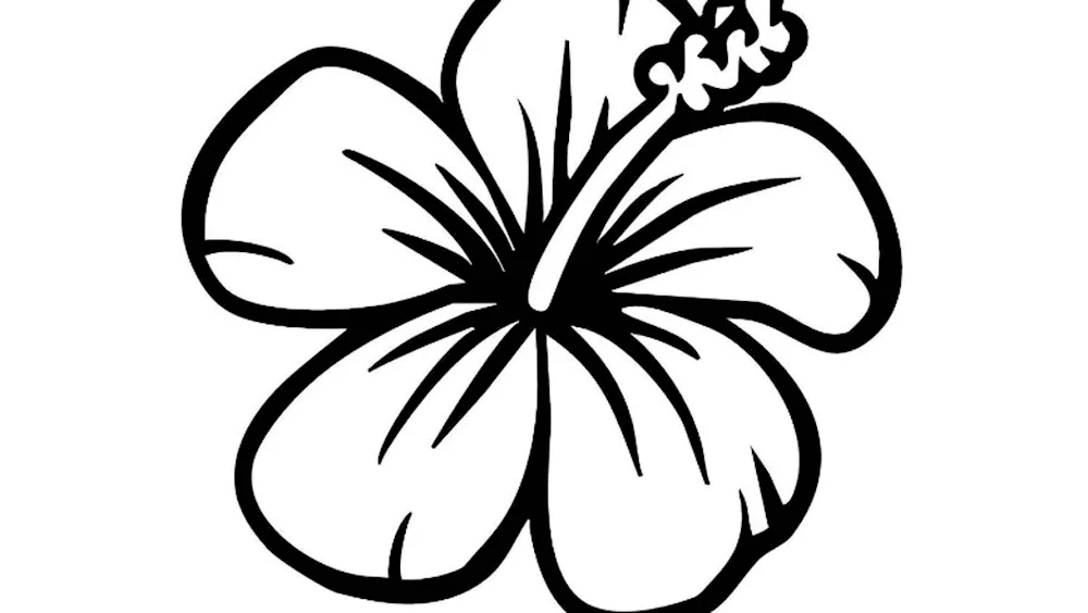 Flowers pictures flower