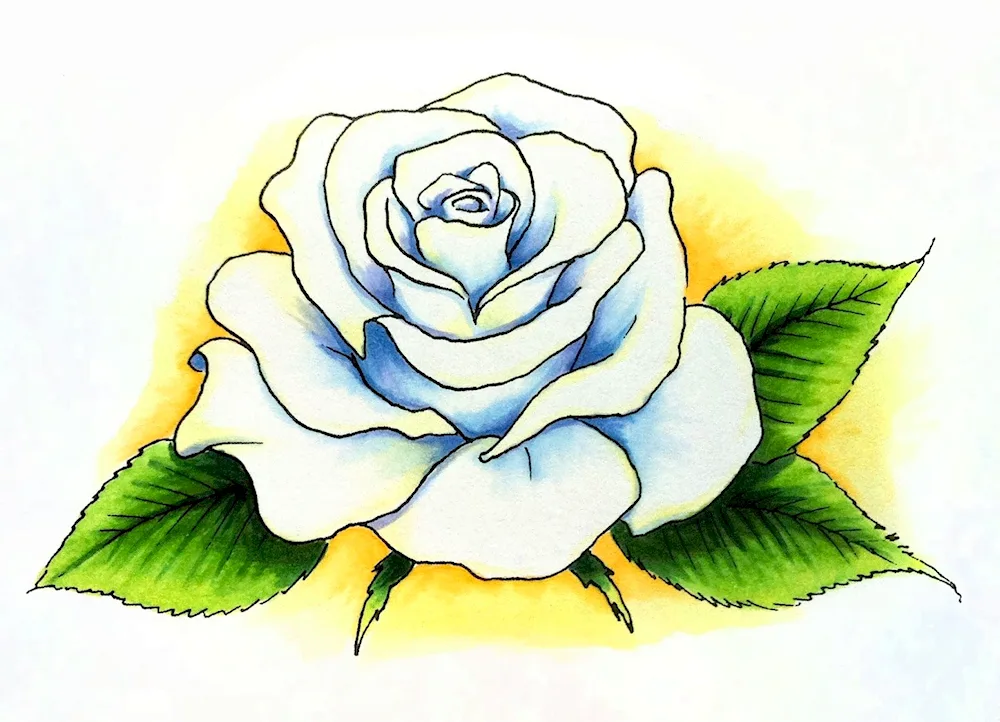 Flowers pencil drawing