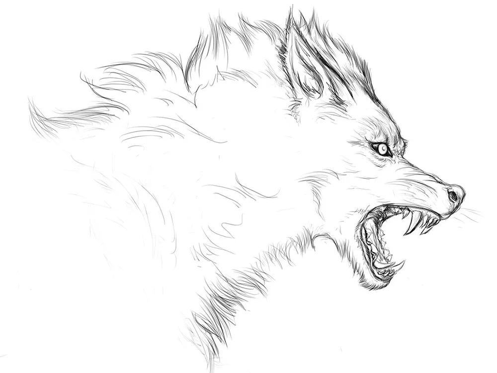 Wolf pencil drawing