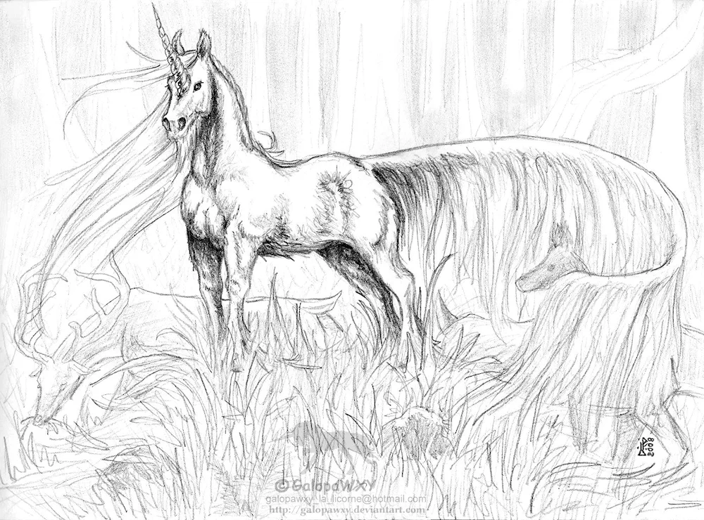Animal drawings in pencil