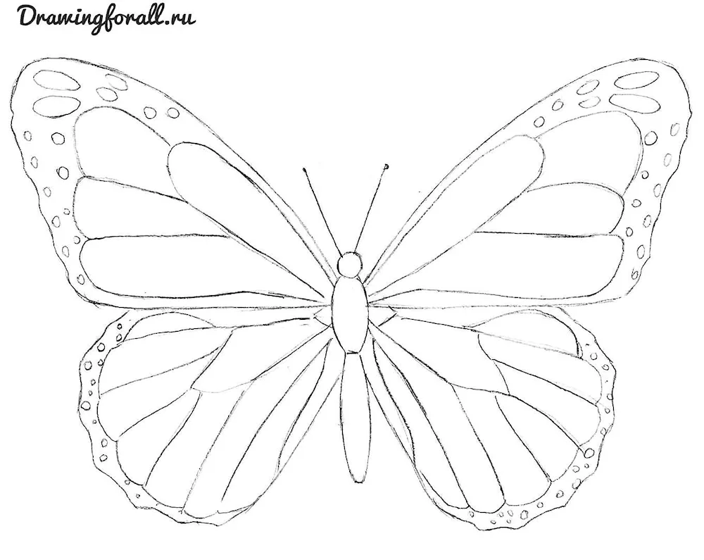 Butterfly pencil drawing