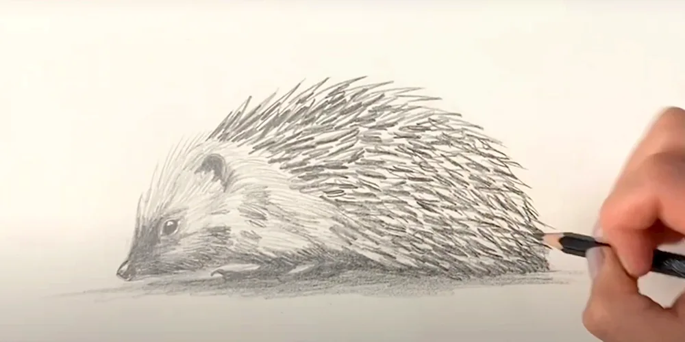 Hedgehog pencil drawing