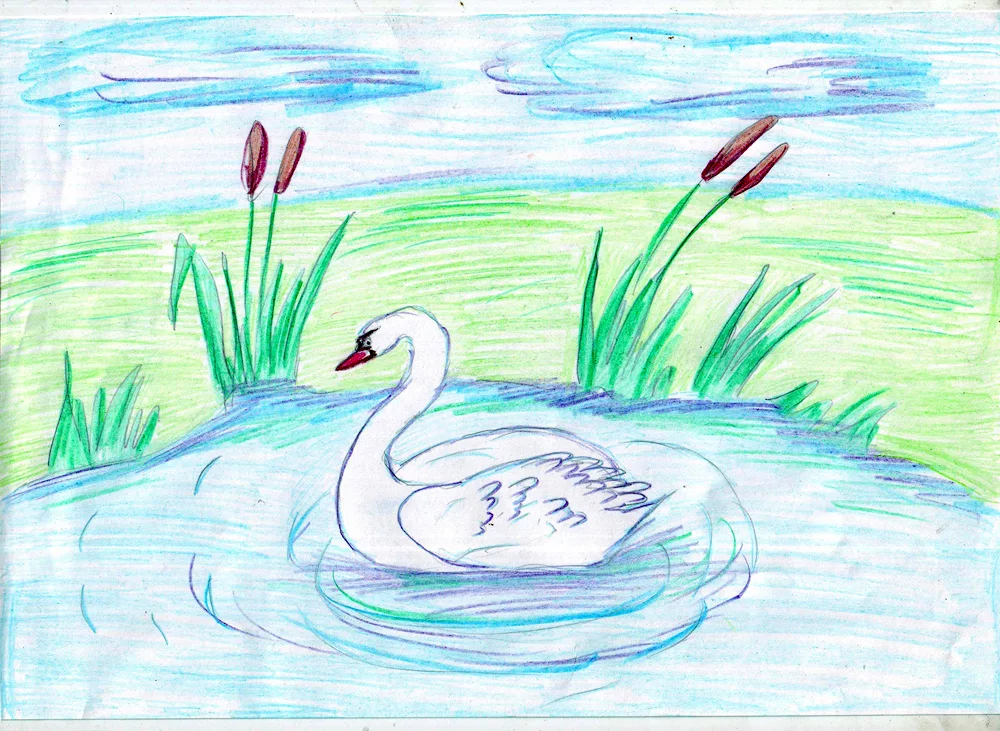 Swan drawing