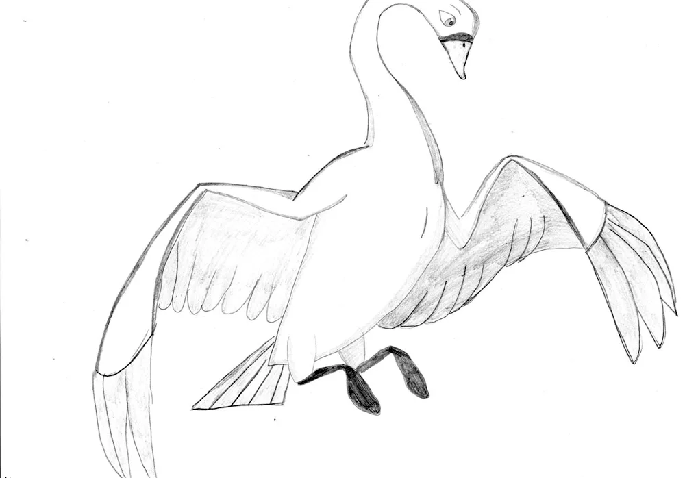 Swan drawing
