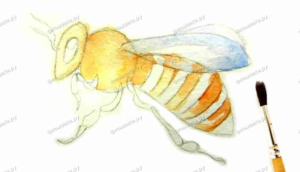 Beeeee drawing for drawing