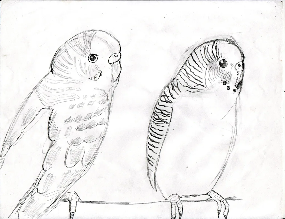 Drawings for parrots simple Drawings for Beginners