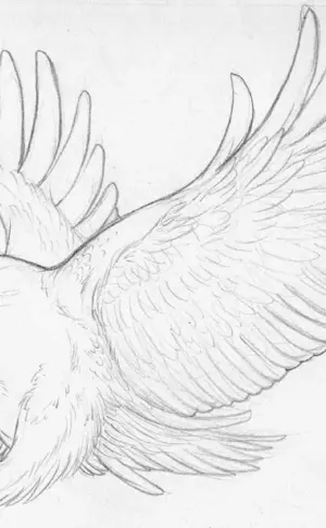 Bird drawing in pencil for drawing