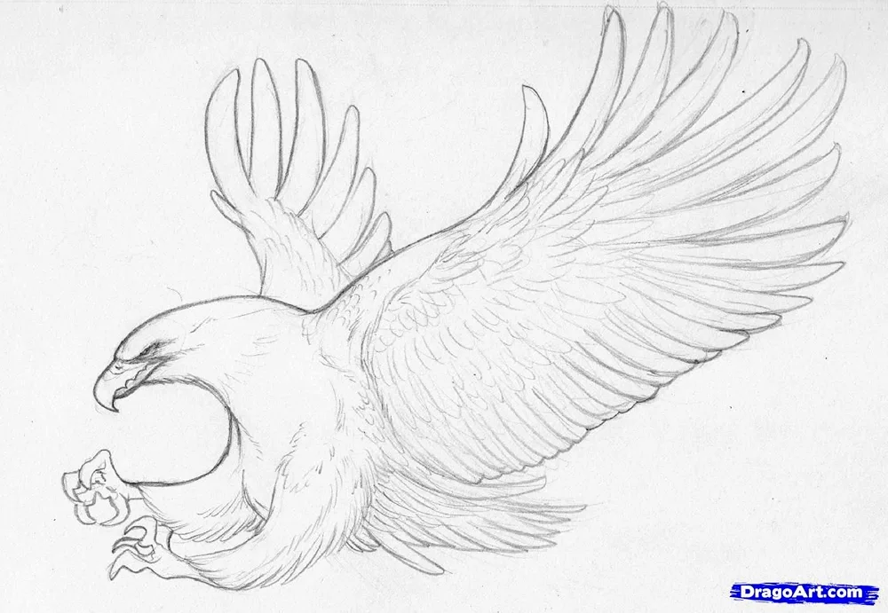 Bird drawing in pencil for drawing