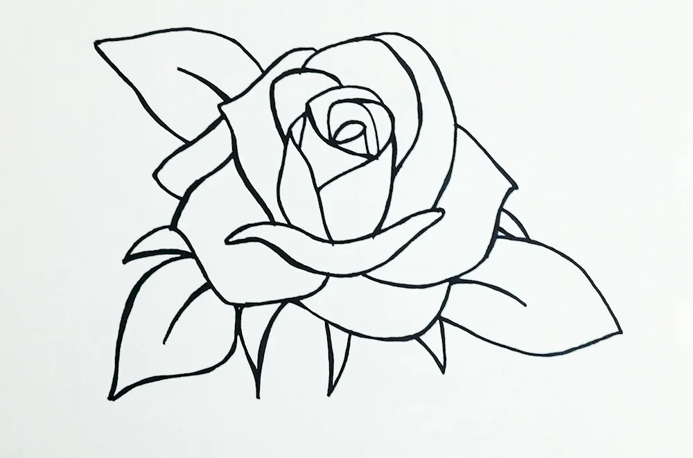 Rose pencil drawing