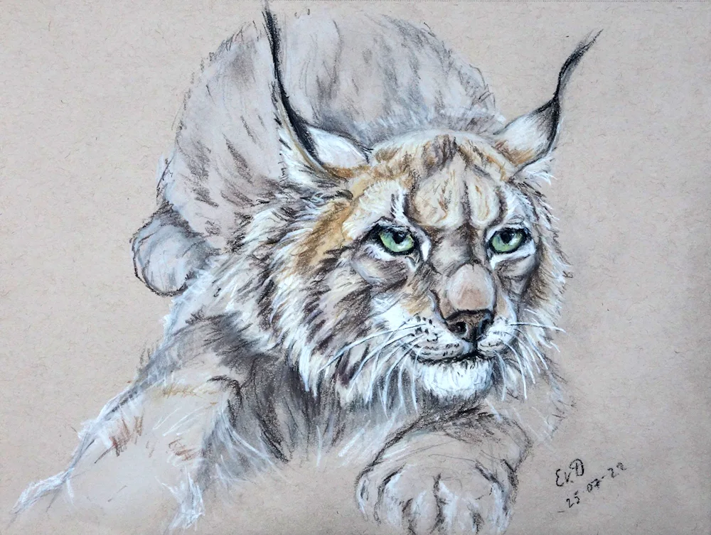 Rynx drawing