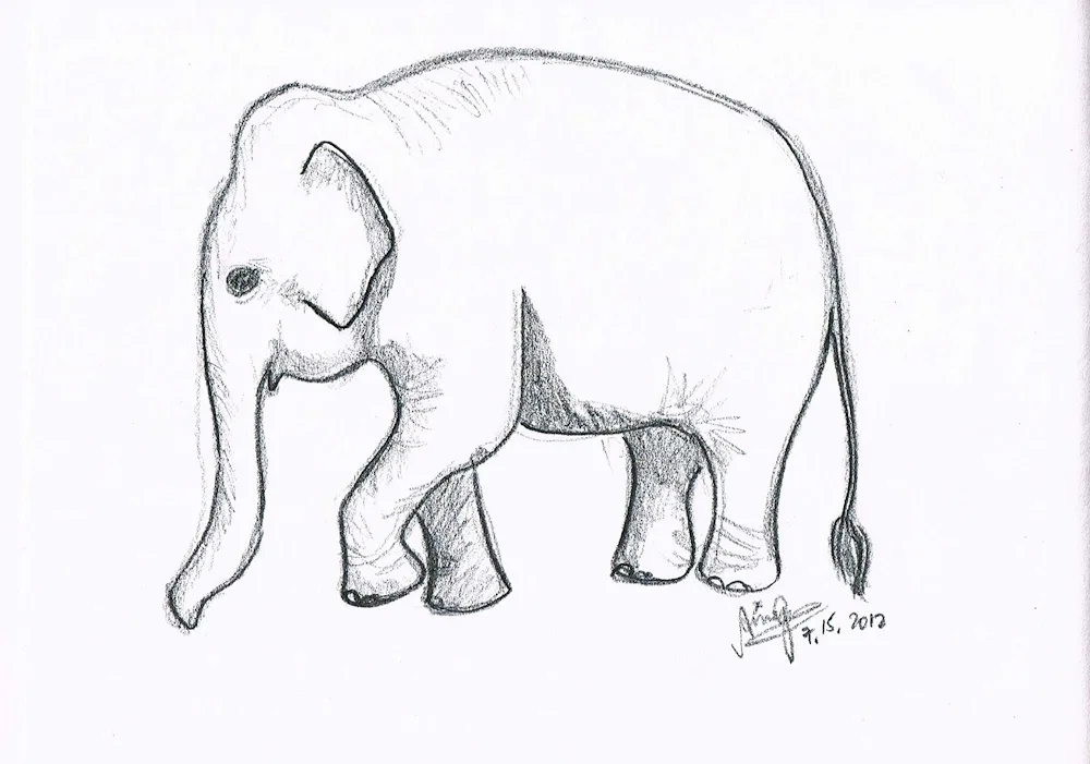 Elephant drawing for drawing