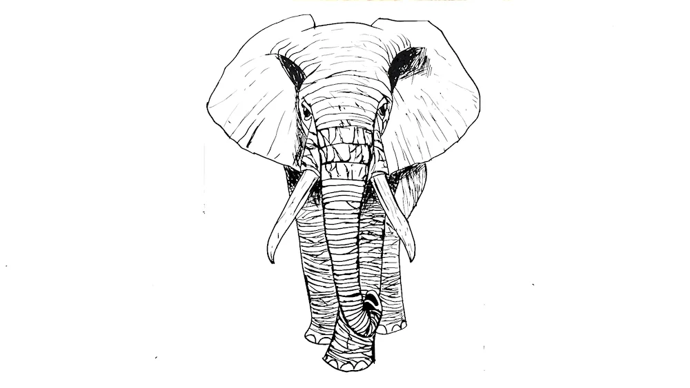 Elephant drawing