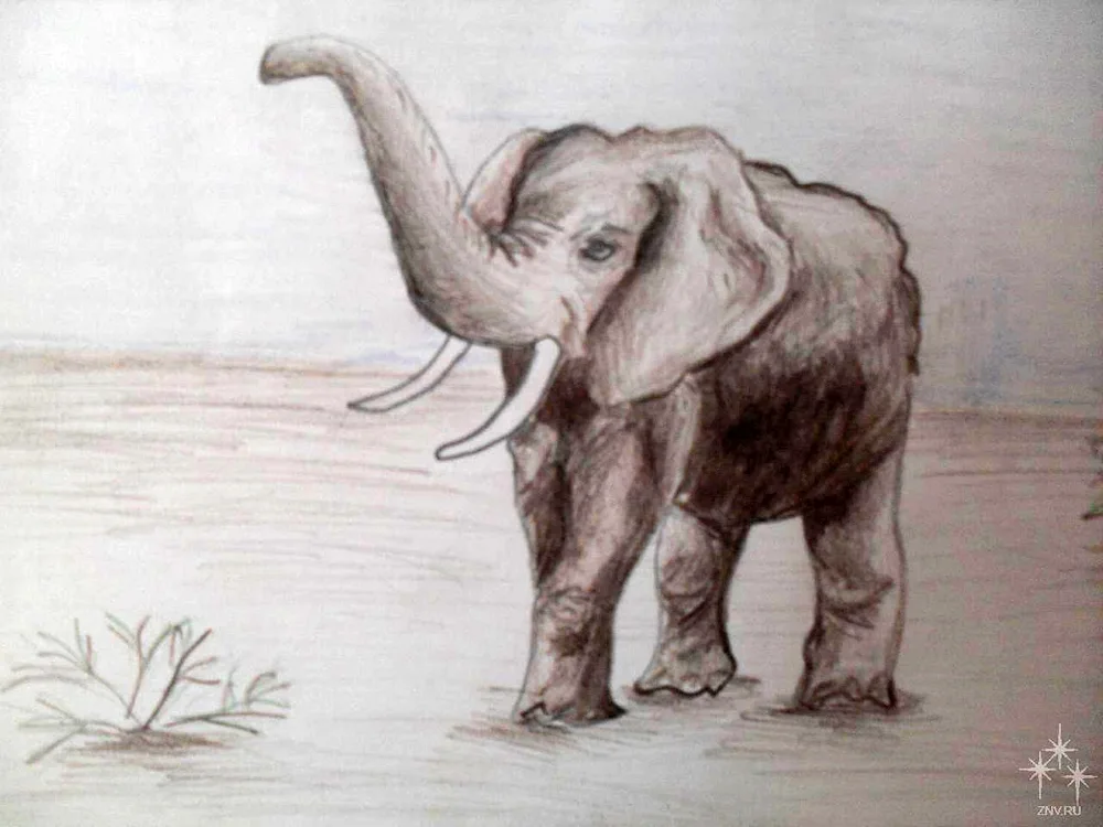 Elephant pencil drawing for kids