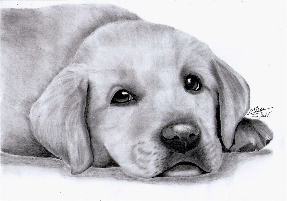 Dog pencil drawing for sketching