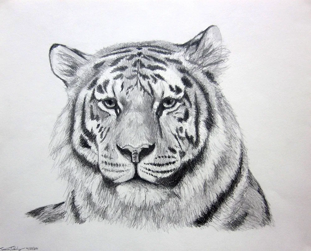 Tiger drawing