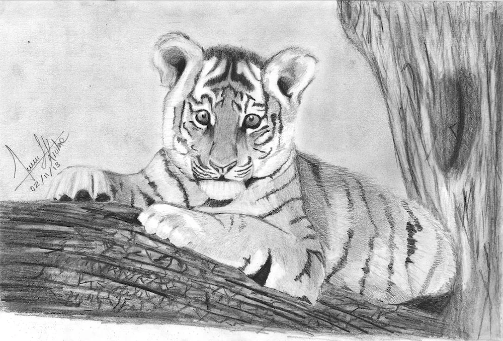 Tiger. Colouring