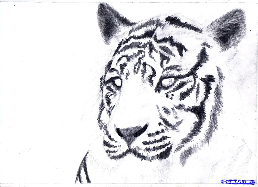 Tiger drawing