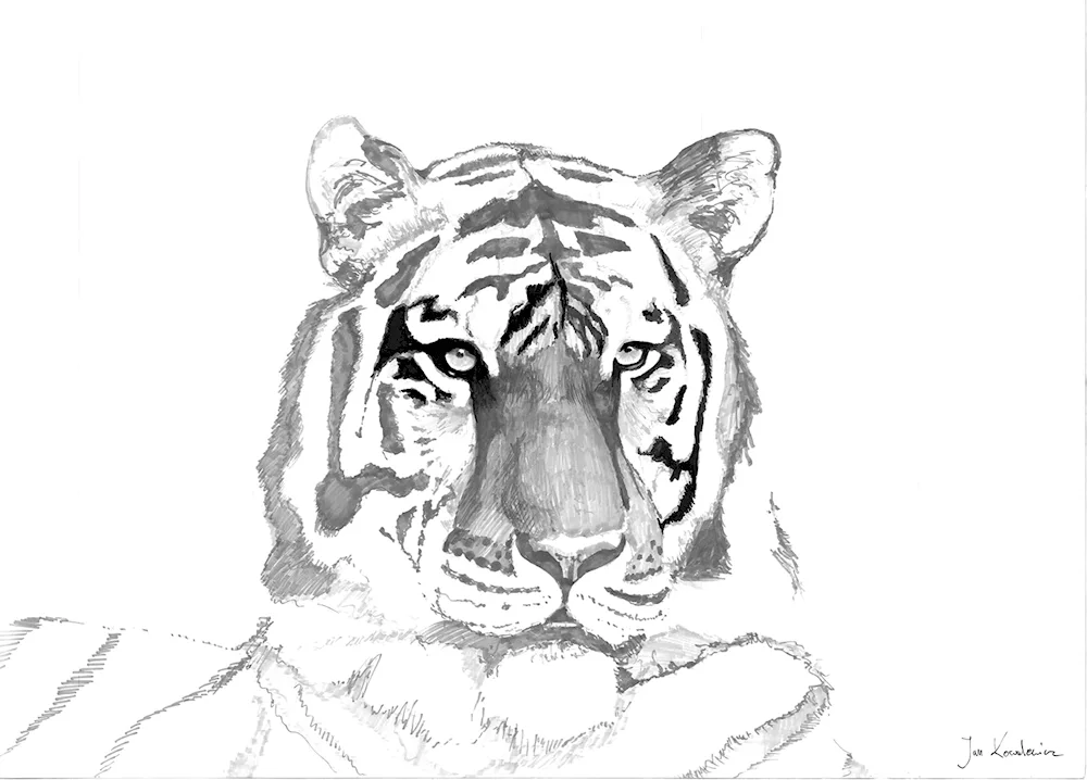 Tiger drawing