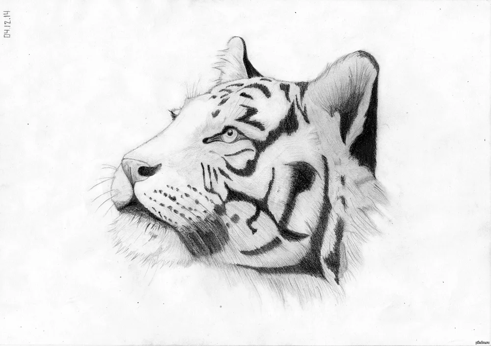 Tiger drawing