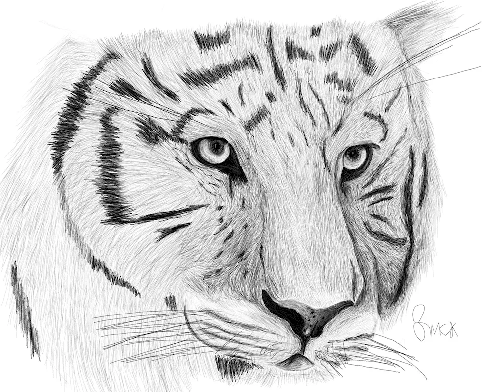 Tiger drawing for drawing